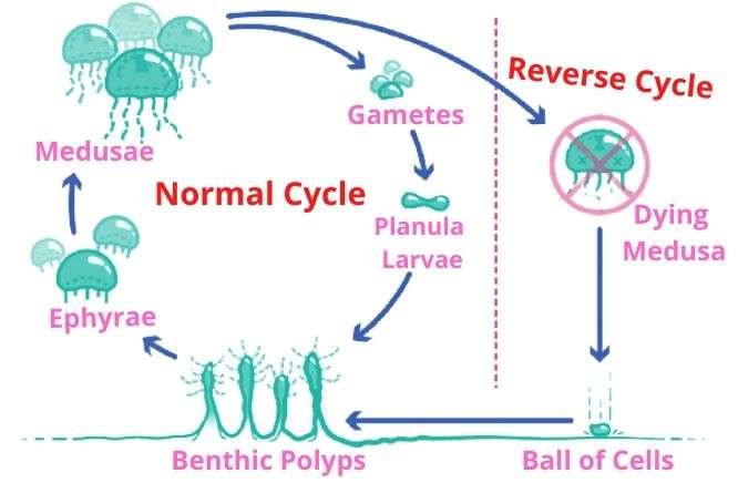Immortal Jellyfish Life Cycle