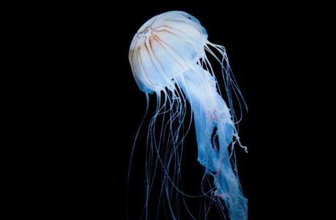 Oldest Immortal Jellyfish