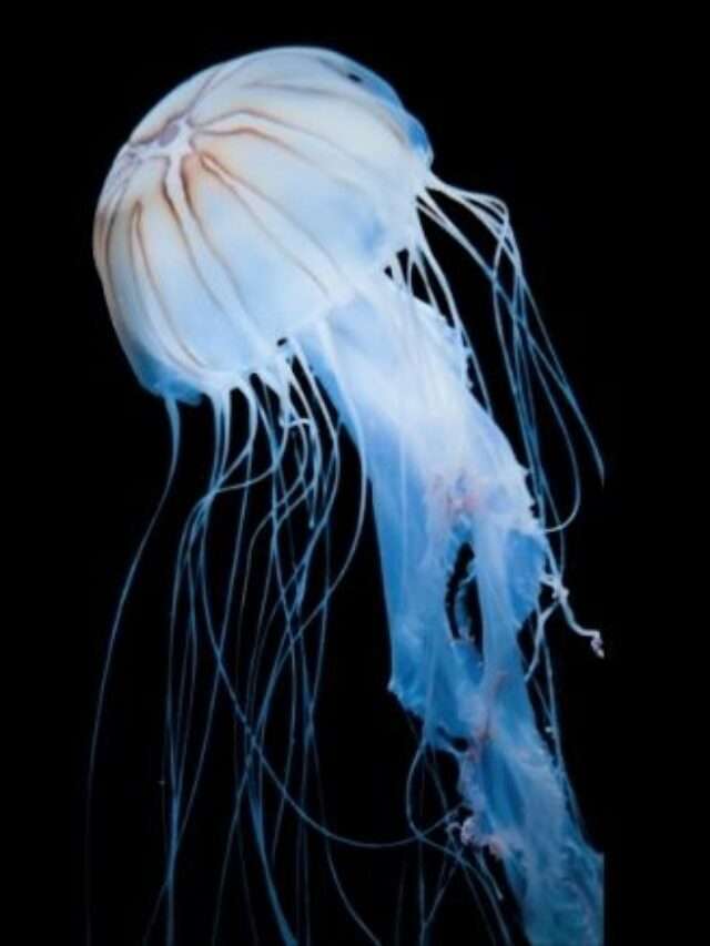 Oldest Immortal Jellyfish