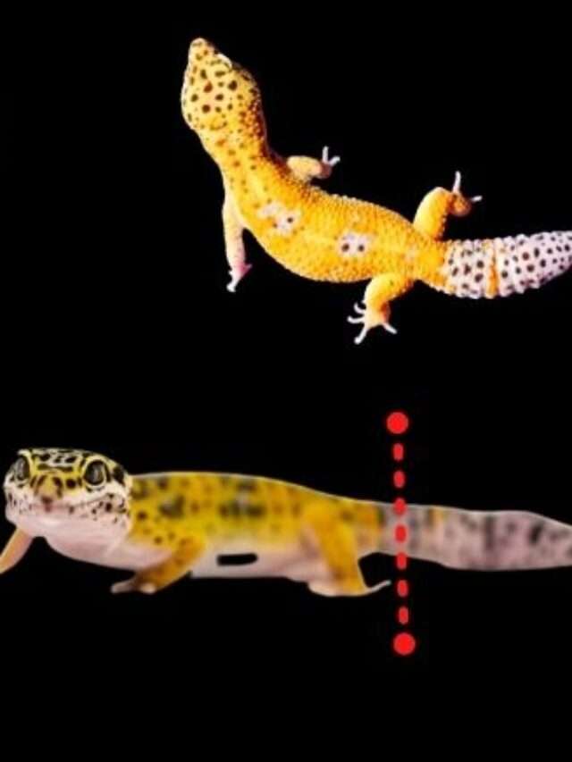 Leopard Gecko Tail Regrowth