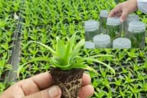 Tissue Culture helps New Plants grow from its Tissue SPACEUPPER.com