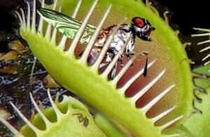 5 Carnivorous Plant who Eat Insects Venus Flytrap Pitcher Plant Sundew Butterwort Bladderwort SpaceUpper