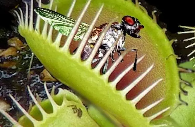 5 Carnivorous Plant who Eat Insects Venus Flytrap Pitcher Plant Sundew Butterwort Bladderwort SpaceUpper