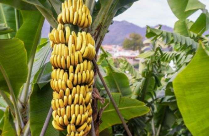 Are Banana Berries; The Surprising Truth SpaceUpper