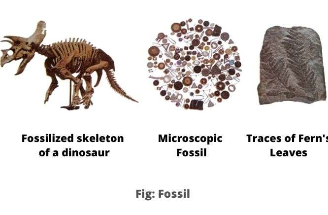 Fossil SpaceUpper