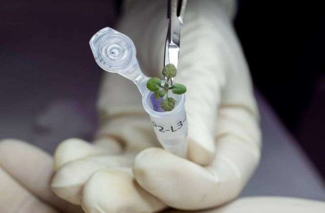 Plants grown in Lunar Soil for the First Time SpaceUpper