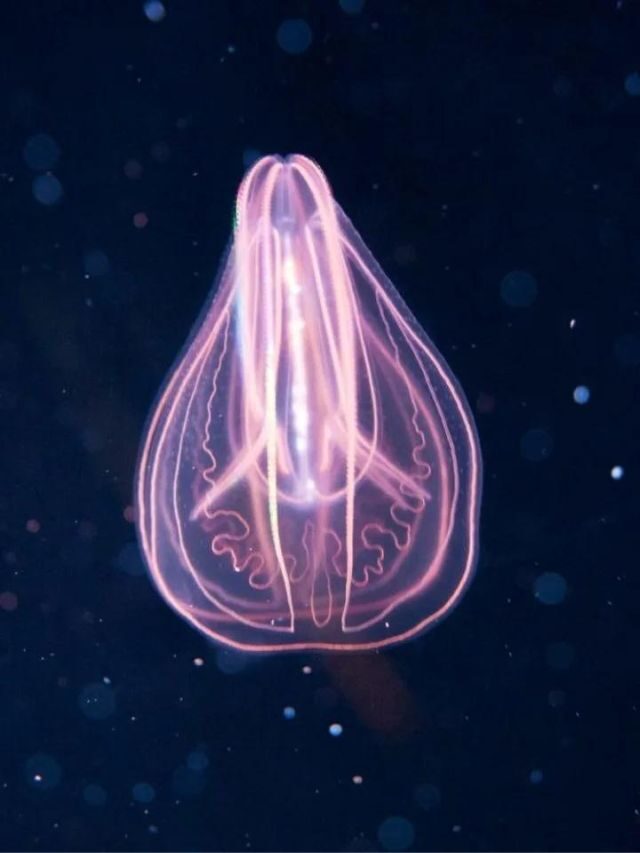 7 Mind-Blowing Mariana Trench Animals