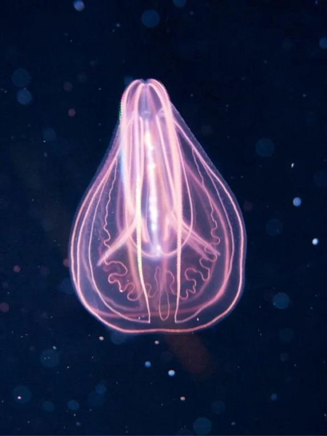 7 Mind-Blowing Mariana Trench Animals