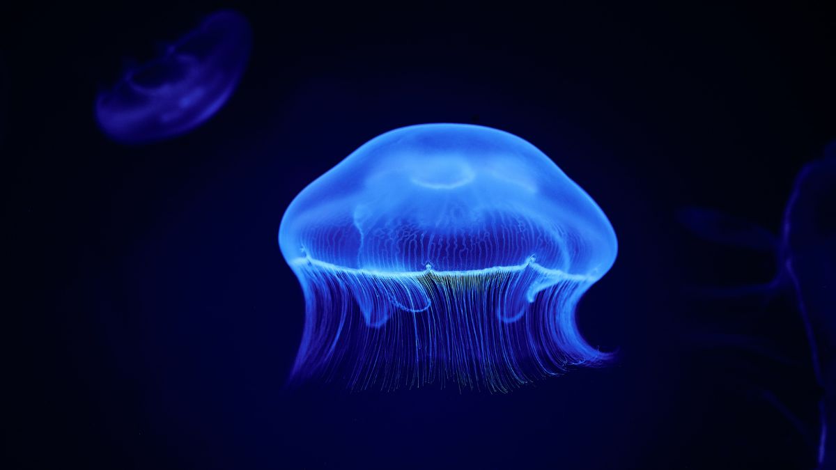 Moon Jellyfish has [ Hidden Secrets ] You don’t know