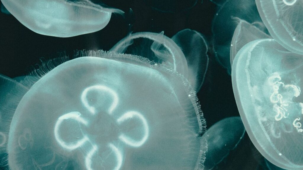 Moon Jellyfish without having heart, eyes, brains