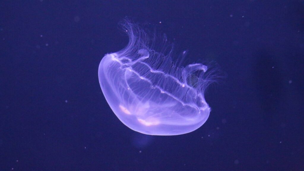 Moon Jellyfish smart and intelligent