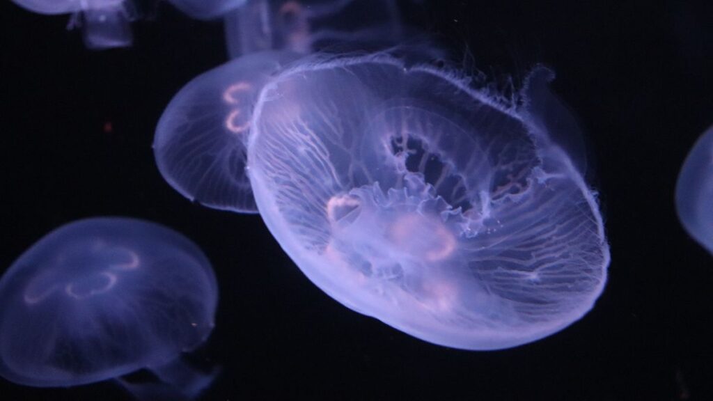 Sting of Non-deadliest Jellyfish