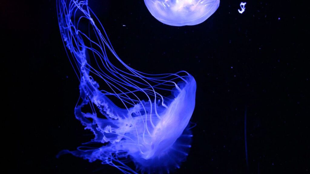 Moon Jellyfish Classification
