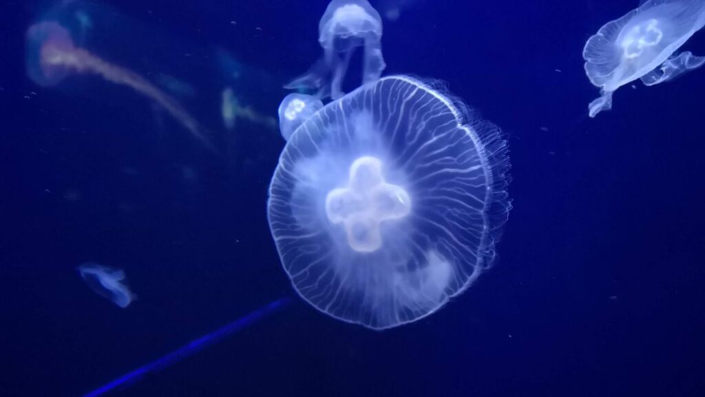 Moon Jellyfish Florida