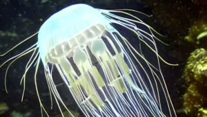 Box jellyfish Can Make You Dead Within Seconds
