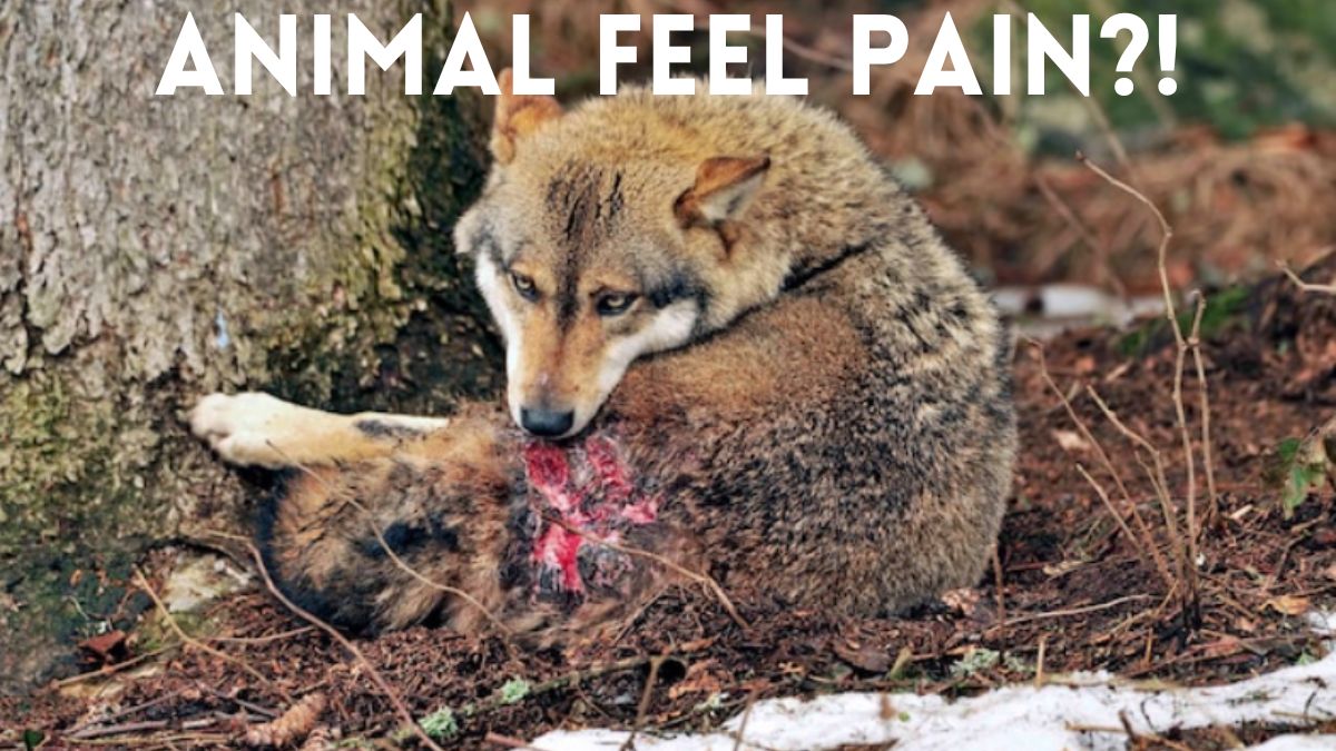 The Surprising Ways in Which Animal Feels Pain just like a Human