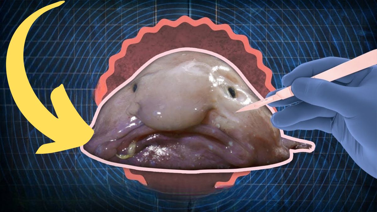 BlobFish: SECRETS of the Ugliest Deep Sea Creature!