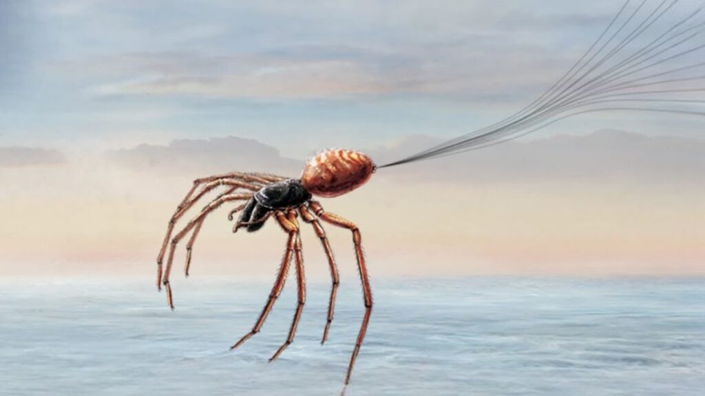 REVEALING SECRET How Spiders Use Electric Fields for BALLOONING