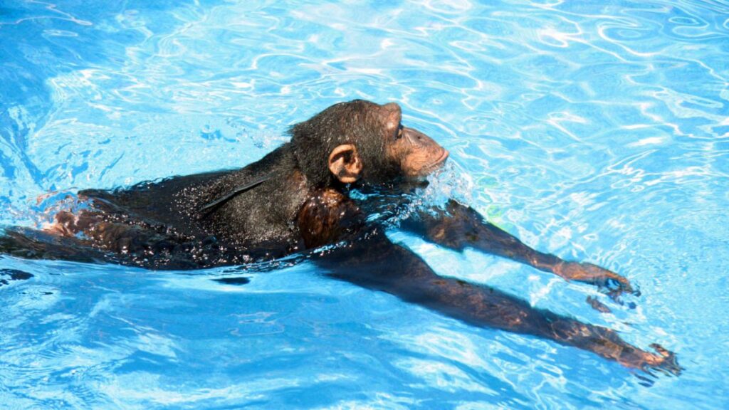 Scientists PROVE Chimpanzees and Orangutans Swim for the FIRST TIME. Cooper, the chimpanzee, was brought up by human caretakers and taught to swim by Renato and Nicole Bender. 