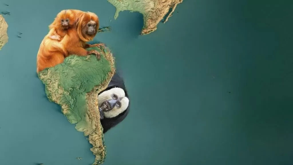 WHY There Shouldn't Be Monkeys In South America