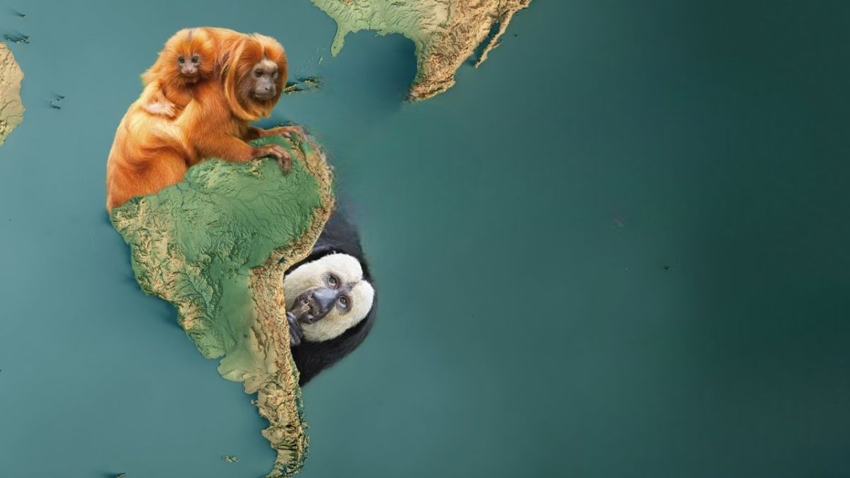 WHY There Shouldn't Be Monkeys In South America