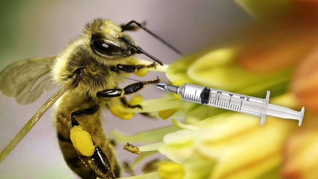 vaccinating-honey-bees-reality-usda-approved-how-it-works